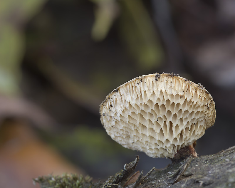 Polyporus alveolaris